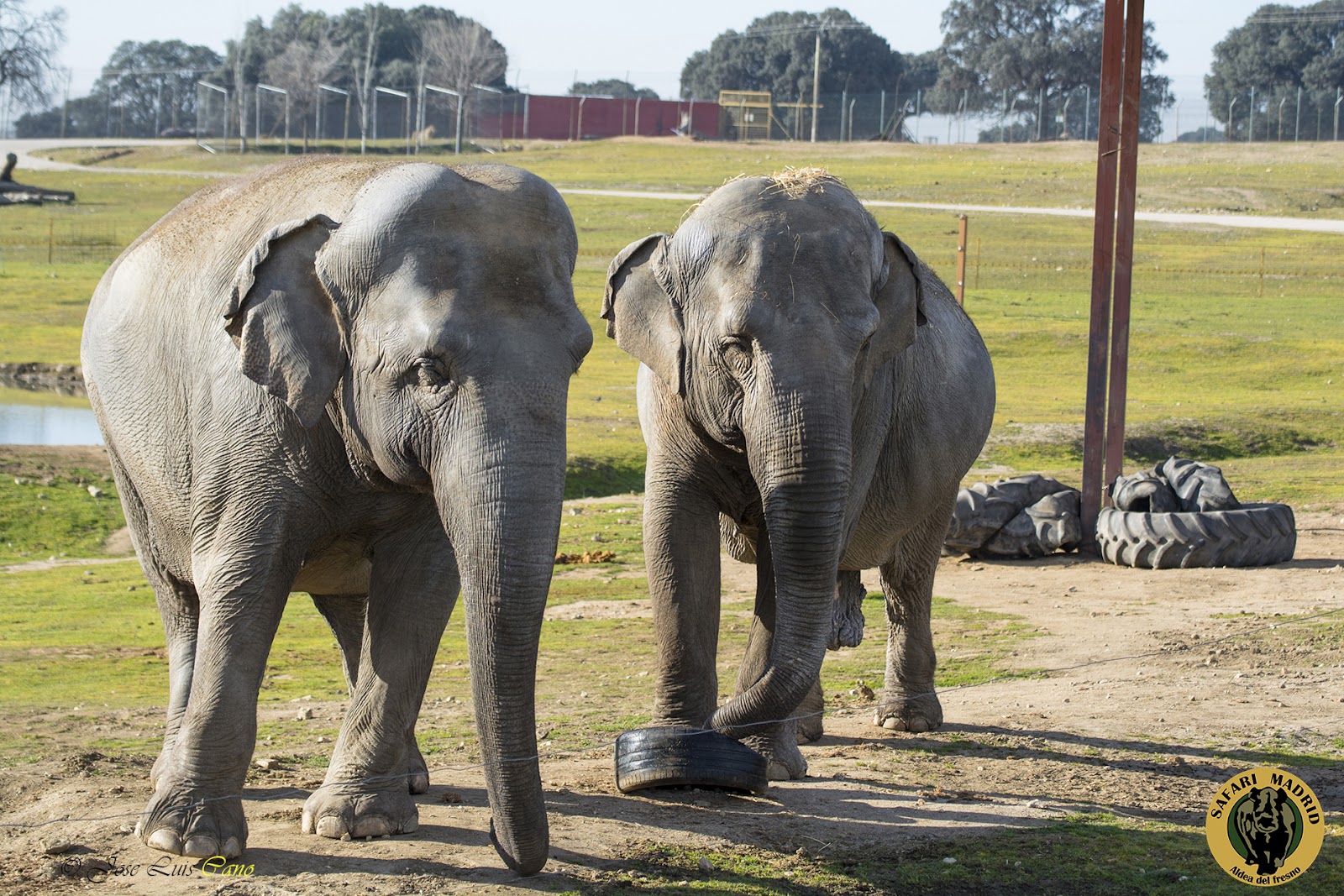 Elefantes en Safari Madrid