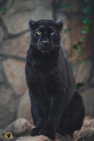 Félido en Safari Madrid